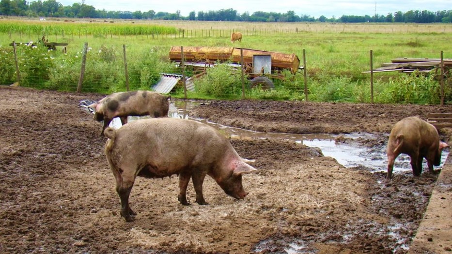 Mackenna: delincuentes robaron tres cerdos de un criadero