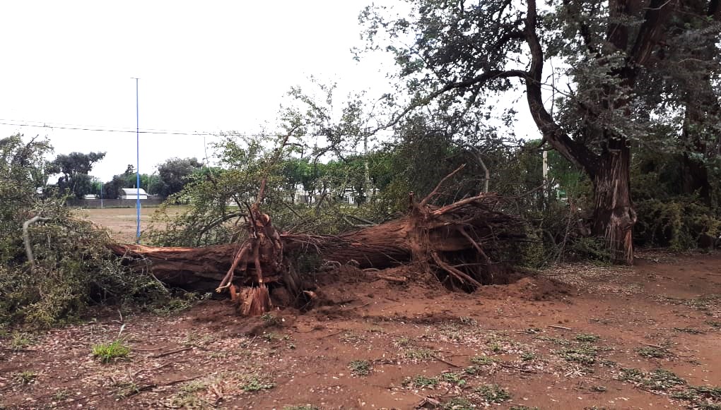 Un fuerte temporal de lluvia y viento, causo graves daños en la ciudad