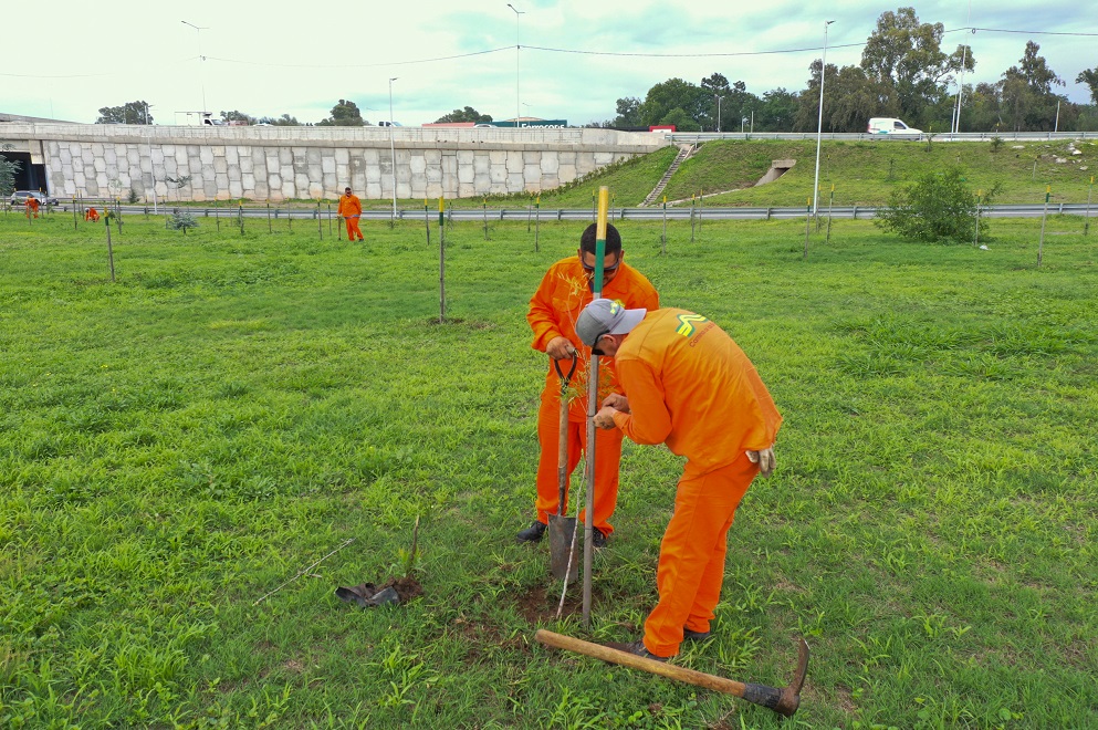 El área Espacios Verdes de Caminos de las Sierras plantó el árbol 10 mil