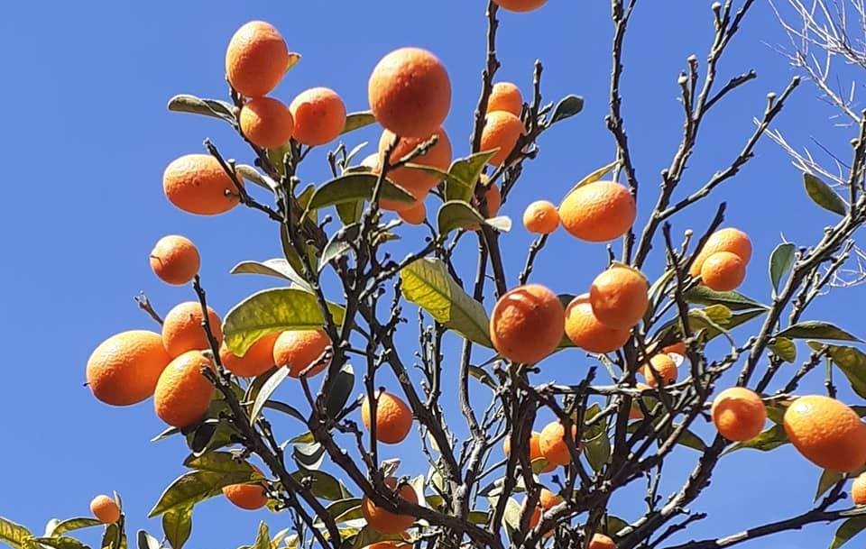 Sanidad Vegetal: Tratamientos fitosanitarios y fertilización en árboles frutales y ornamentales