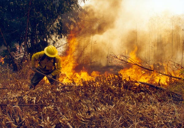 Incendios: bomberos combaten distintos focos en la provincia