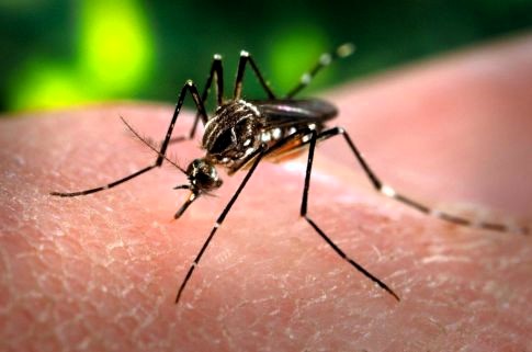 Dengue: Se amplía la campaña de vacunación