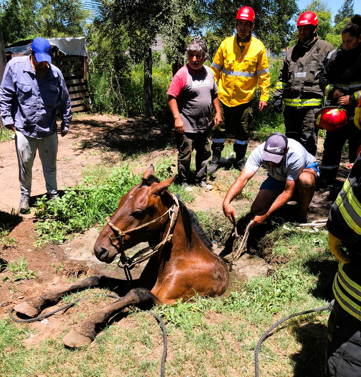 Pueyrredón: Bomberos rescatan a un caballo que se había caído a un pozo ciego