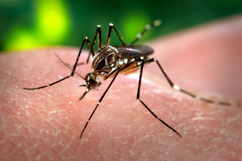 Salud actualizó la situación epidemiológica provincial de dengue