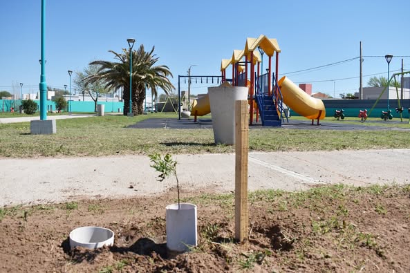 La Municipalidad de Mackenna realiza forestación en distintos lugares de la ciudad