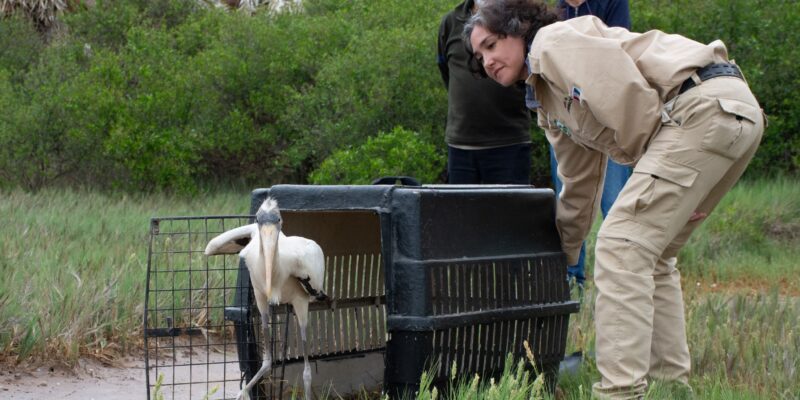 Liberaron diez ejemplares de fauna silvestre en Mar Chiquita
