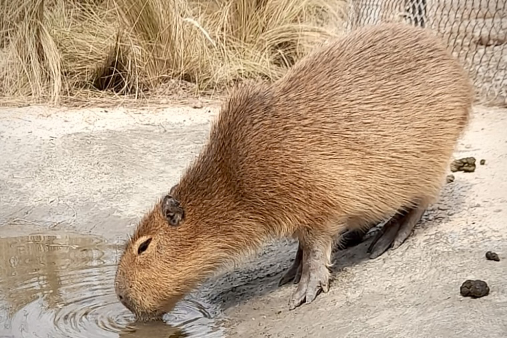 Policía Ambiental allanó una granja en Villa María y secuestró ejemplares silvestres