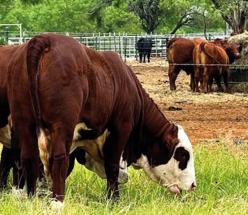 Todo listo para el inicio de la 52° edición de la Expo Agroindustrial y Ganadera